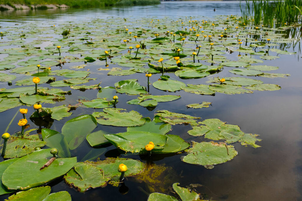 Amarelo Marsh Lily. Flores na lagoa, na água. - Foto, Imagem