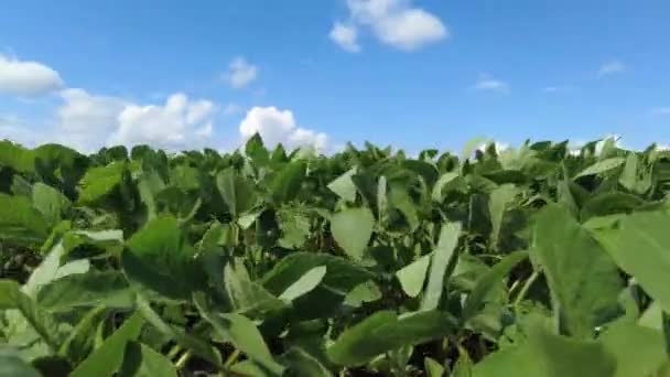 Cultiver du soja. Un énorme champ de soja. Le soja pousse dans les champs. Le vent développe les germes de soja. - Séquence, vidéo