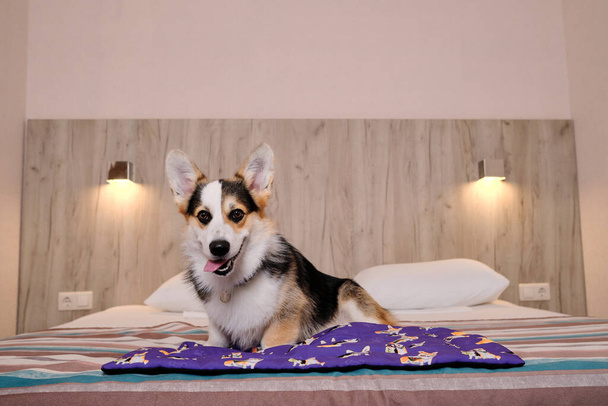 Corgi κάθεται σε μεγάλο άνετο διπλό κρεβάτι και διαφημίζει ένα μοτέλ για χαλάρωση με τα κατοικίδια ζώα. Welsh Corgi Pembroke Tricolor βρίσκεται σε φιλικό προς τα σκυλιά ξενοδοχείο και απολαμβάνοντας τη ζωή. - Φωτογραφία, εικόνα
