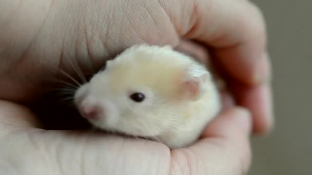 Kleiner Hamster in Nahaufnahme. Mädchen hält kleinen syrischen Hamster - Filmmaterial, Video