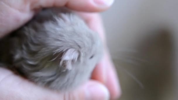 Small hamster in hand close-up. Girl holds small Syrian hamster - Footage, Video