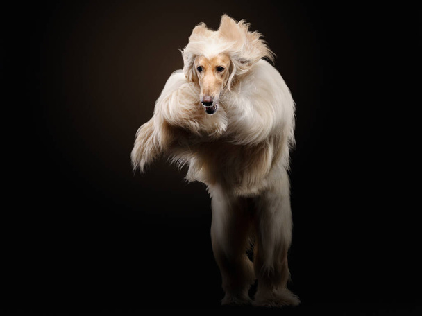 flying dog. an Afghan hound on a dark background. active pet, movement - Foto, Imagem