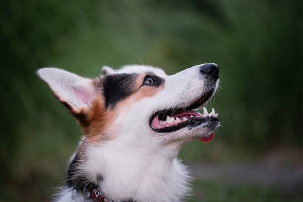 Portret najmniejszego psa pasterskiego na świecie z bliska na zielonym rozmytym tle widok z boku w profilu. Welsh Corgi Pembroke tricolor na spacer w parku letnim rano. - Zdjęcie, obraz
