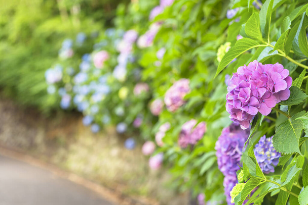 Japán lila hortenzia virágok, az ajisai vagy hon-ajisai virágzik az Asuka-no-komichi út mentén, az Asukayama Park mögött, amely júniusban a hortenziáiról volt híres.. - Fotó, kép