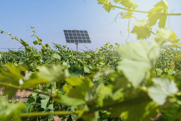 Οικολογικός αμπελώνας της καλλιέργειας σταφυλιών για την παραγωγή κρασιού με ηλιακό πάνελ των ανανεώσιμων πηγών ενέργειας - Φωτογραφία, εικόνα