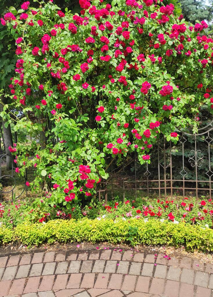 Kwitnący krzak czerwonych róż latem. Słoneczna pogoda. Wysokiej jakości zdjęcie - Zdjęcie, obraz