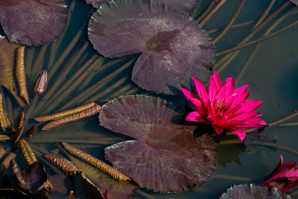 Water lily flowers blooming in water - Photo, Image