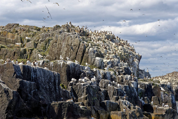 Guillemots comunes (murre común) Uria aalge colony on Farne Islands Northumberland - Reino Unido - Foto, imagen
