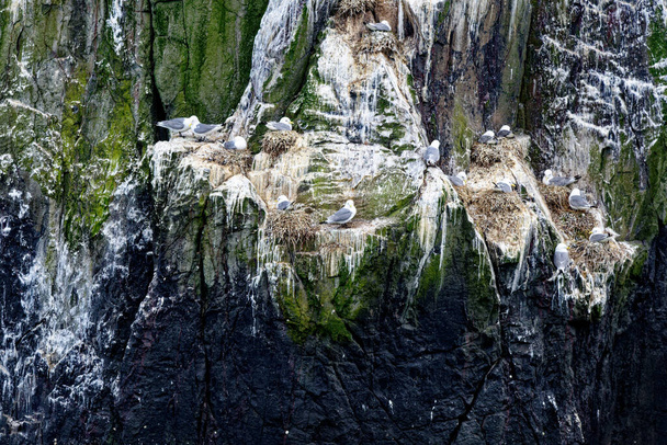 Kittiwakes (Rissa Tridactyla) nesting on rock ledges on the Farne Islands, Northumberland, United Kingdom - Photo, image