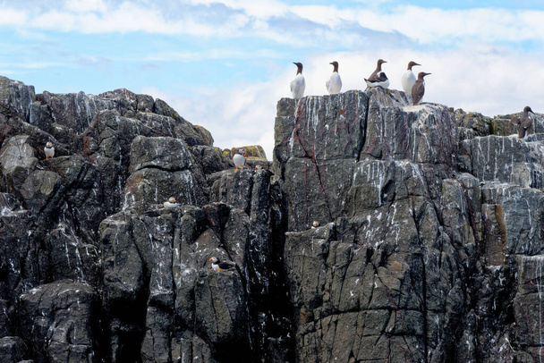 Puffin - Fratercula arctica - Colony on Staple Island Farne Islands, Northumberland, Velká Británie - Fotografie, Obrázek