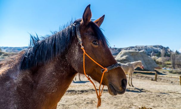 Grande apertura primo piano di un cavallo adulto in Cappadocia, Turchia - Foto, immagini