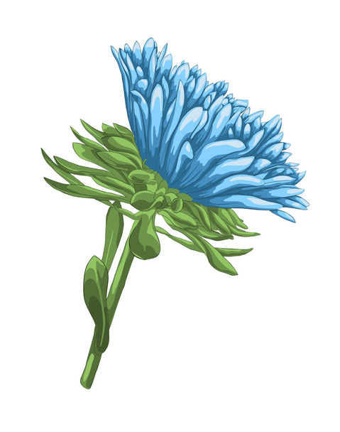 beautiful bright blue aster with watercolor effect isolated on white background - Vektor, kép