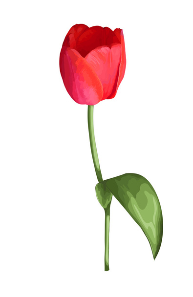 piękny czerwony tulipan kwiat z efektem akwarela rysunek na białym tle na białym tle. - Wektor, obraz