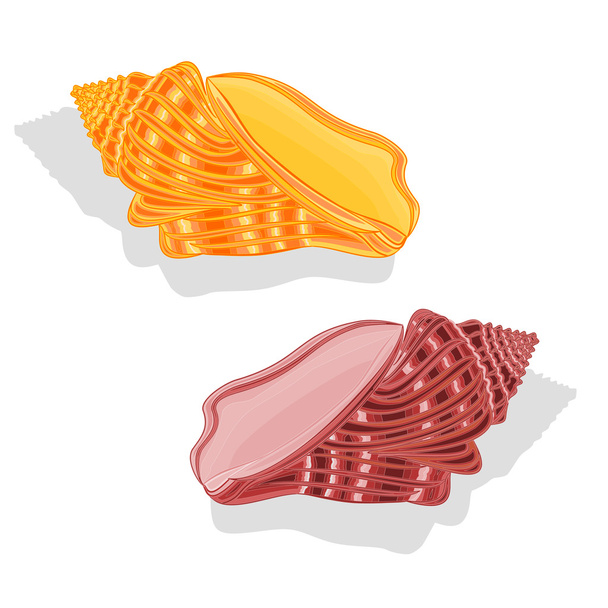 Conchas marinas Vector Ilustración
 - Vector, imagen