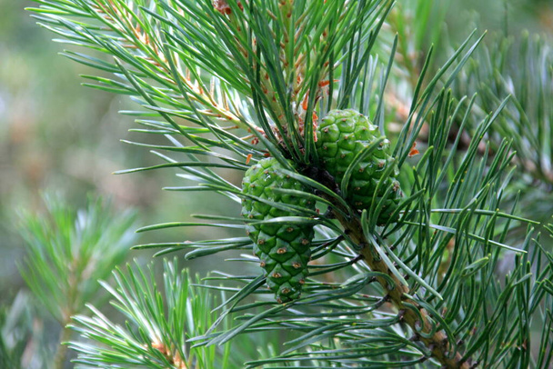 Zielone szyszki sosnowe. młody zielony szyszki sosna zbliżenie na drzewo  - Zdjęcie, obraz