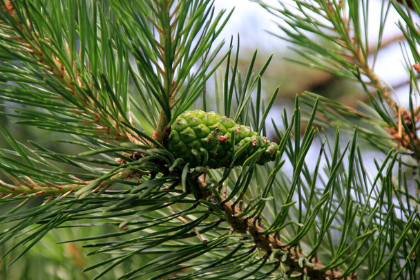 Cônes de pin vert. Jeunes cônes de pin vert en gros plan sur un arbre  - Photo, image