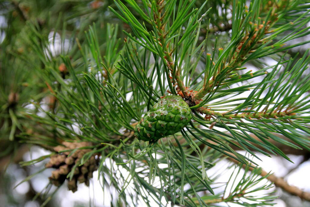 Зелена сосна Конуси. Молоді зелені конуси сосни крупним планом на дереві
  - Фото, зображення
