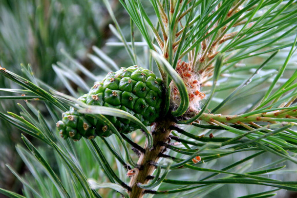 Cônes de pin vert. Jeunes cônes de pin vert en gros plan sur un arbre  - Photo, image