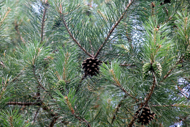 Green Pine Cones. Cones de pinheiro verdes jovens close-up em uma árvore  - Foto, Imagem