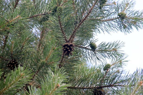 Green Pine Cones. Young green pine cones close-up on a tree  - Photo, Image