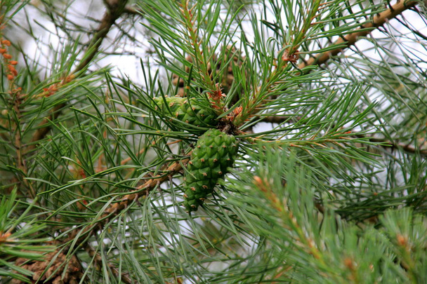 Grüne Kiefernzapfen. Junge grüne Tannenzapfen aus nächster Nähe auf einem Baum  - Foto, Bild