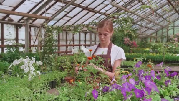 Chica en un delantal en el trabajo en un invernadero trasplantes de flores, cámara lenta Video - Metraje, vídeo