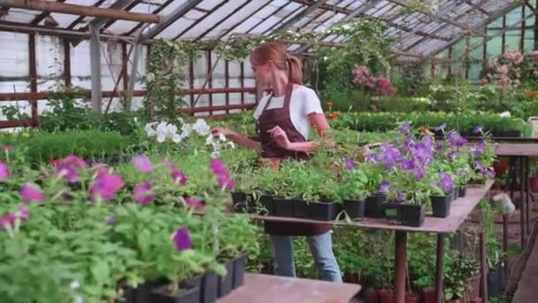 Lány kötényben dolgozik egy üvegház transzplantáció virágok, lassított felvételű videó - Felvétel, videó