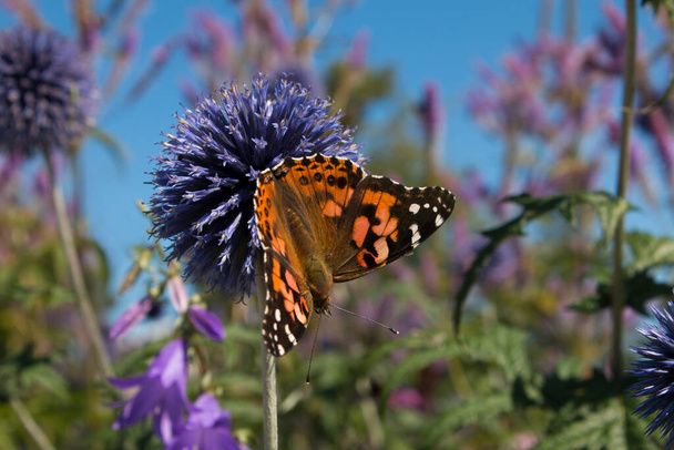 Окрашенная леди Бабочка находит нектар на фиолетовом цветке чертополоха - Фото, изображение