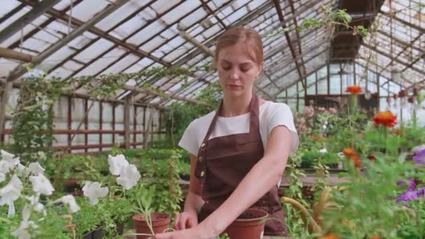 Chica en un delantal en el trabajo en un invernadero trasplantes de flores, cámara lenta Video - Imágenes, Vídeo