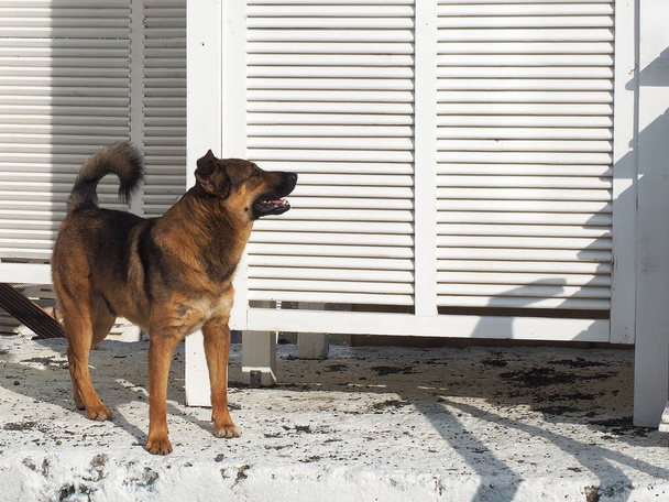 Mongrel pes stojí v blízkosti dřevěné pláže šatny osvětlené sluncem - Fotografie, Obrázek