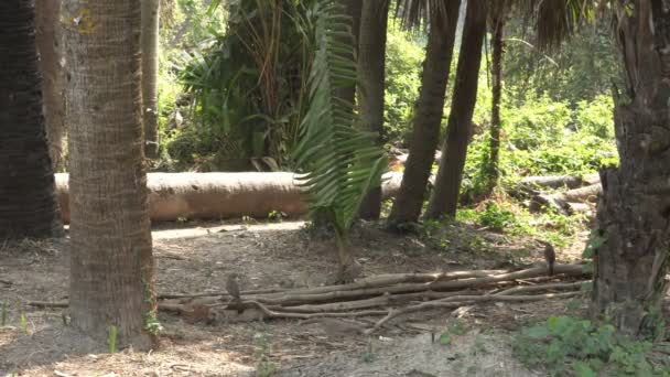 Jungle babbler, Argya striata, Seven Sisters, Saath bhai ou sept frères oiseaux sont à la recherche et de manger des aliments à partir du sol de la jungle. Howrah, Bengale occidental, Inde - Séquence, vidéo