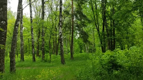 Schöne Landschaft in den Wäldern Weißrusslands. Video am Waldrand. Junge, frischgrüne Blätter von Bäumen und saftig grünes Gras. Futazhi für Ihre Projekte. - Filmmaterial, Video