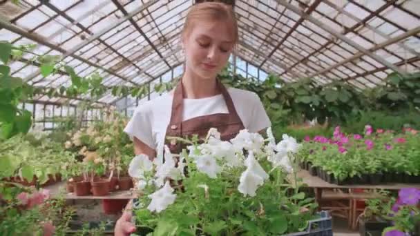Nainen viljelijä kävely taimi laatikko lasi moderni kasvihuone keskisuuri laukaus matala kulma - Materiaali, video