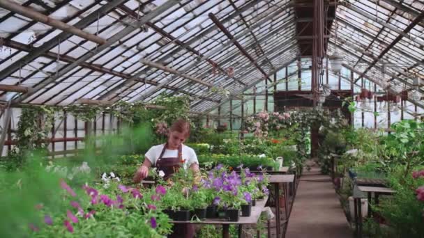 Chica en un delantal en el trabajo en un invernadero trasplantes de flores, cámara lenta Video - Metraje, vídeo