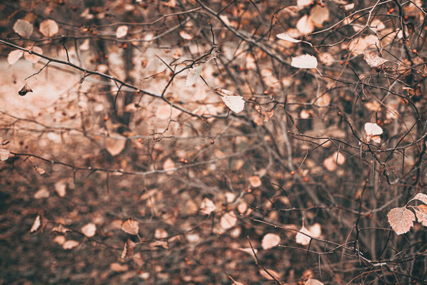  秋のオレンジの葉と茶色い枝 - 写真・画像