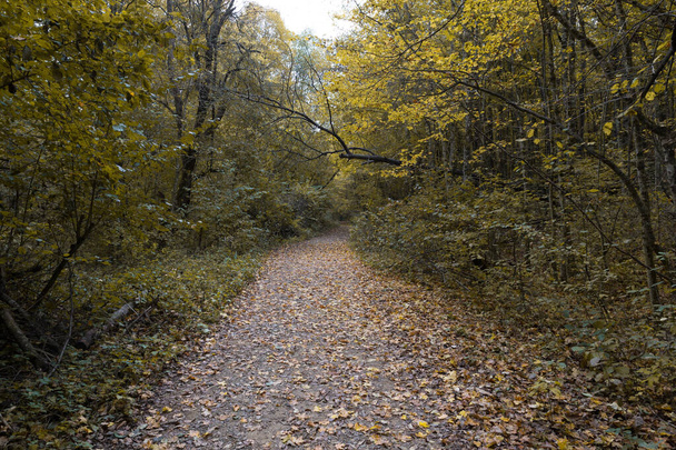 Dirt road, deep into the forest, on the foothills in the autumn forest with fallen leaves. - Foto, Imagem