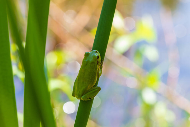 Hyla arborea -茎に緑の木のカエル。背景は緑です。写真はいいボケですね。野生写真 - 写真・画像