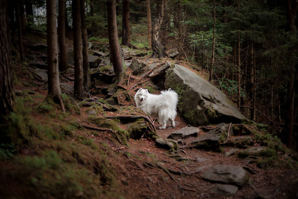 Beautiful white samoyed dog in the forest. Hiking with dog. Dog traveller - Фото, изображение