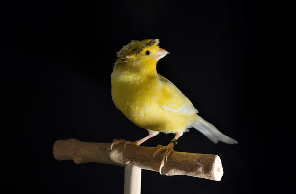 Retrato de pie canario macho de cresta amarilla sobre percha de madera aislada sobre fondo negro con espacio para copiar. Disparos de pájaros en un estudio - Foto, imagen