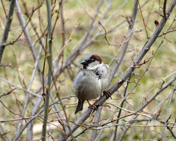 A small bird sparrow sits on a branch bush or tree. Autumn spring. Close up view - Photo, Image