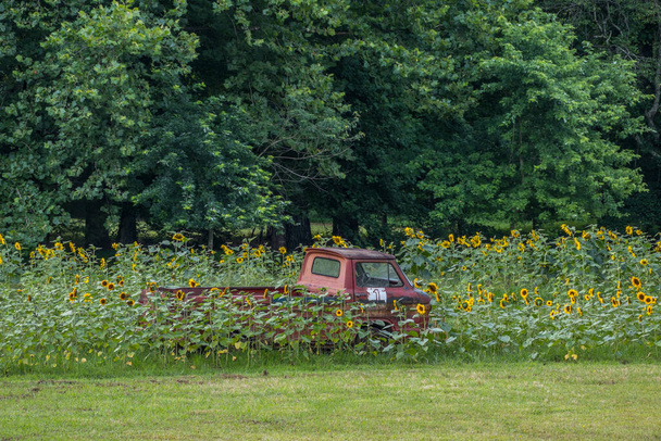 Abbandonato vecchio camion arrugginito Corvair lasciato in un campo agricolo circondato da girasoli con il bosco sullo sfondo in una giornata di sole in estate - Foto, immagini