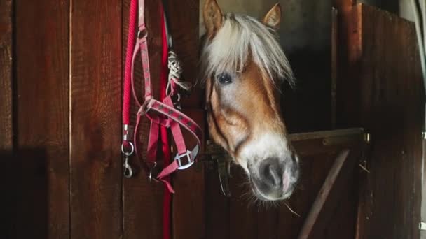 Un cavallo marrone con un pazzo biondo sta guardando attraverso la finestra della stalla - Filmati, video