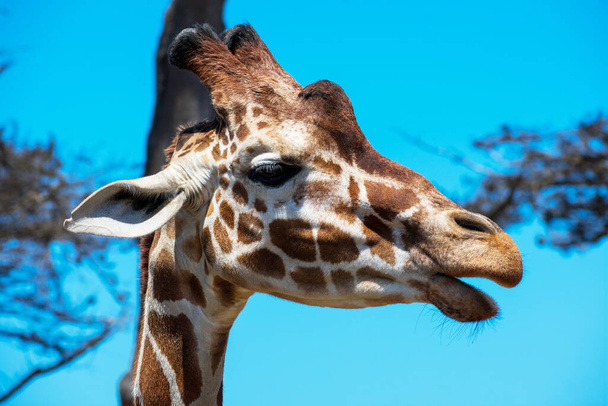 Giraffe head portrait. Open mouth. Side view. Blurred green trees and blue sky background. - Photo, Image