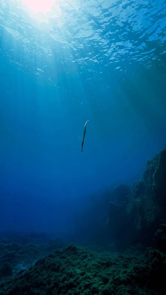 Underwater photo of a trumpet fish. From a scuba dive at the Canary islands in the Atlantic ocean - Spain. - Photo, Image