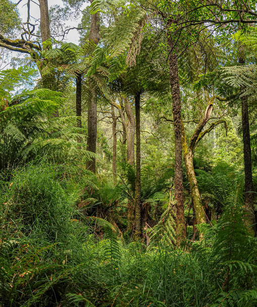 Forest of Australia, consisting mainly of various types of eucalyptus, from giant trees to stunted shrubs, numerous acacias, banksia and other varieties of shrubs. - Photo, Image