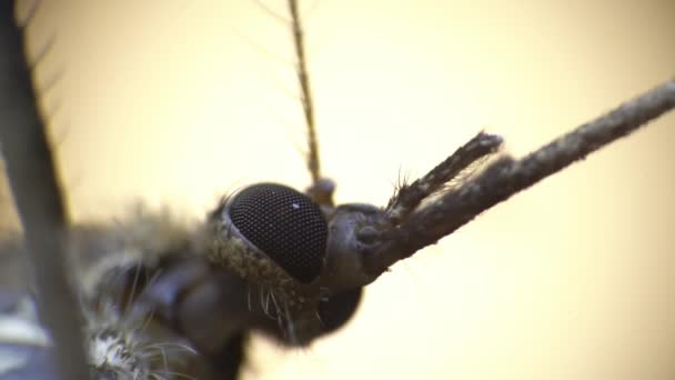 Macro vista isolata della testa di zanzara che sta muovendo chelas e antenne - Filmati, video