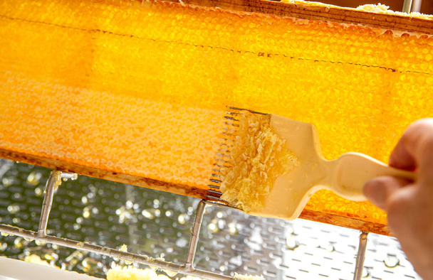 Hobby Pszczelarz wydobywa miód z koncepcji plastra miodu. Drewniana ramka pszczoły miodnej na tacy rozpinanej. - Zdjęcie, obraz