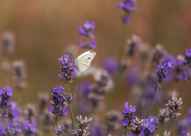 insectos obtienen néctar de las flores - Foto, imagen