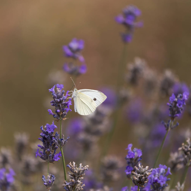 insectos obtienen néctar de las flores - Foto, imagen