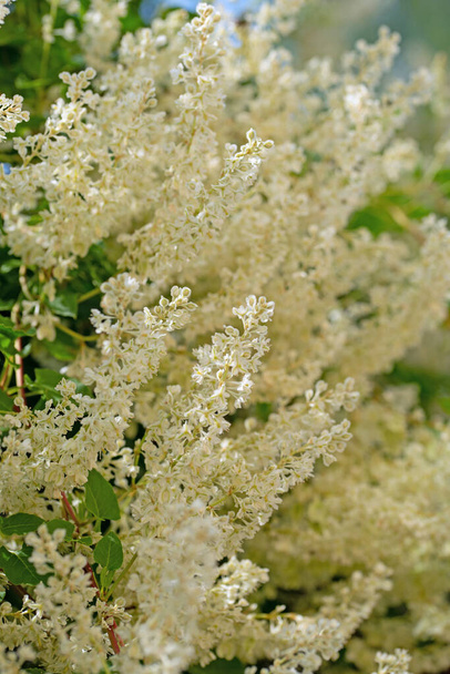 Blooming knotweed, Fallopia aubertii, in close up - Photo, Image